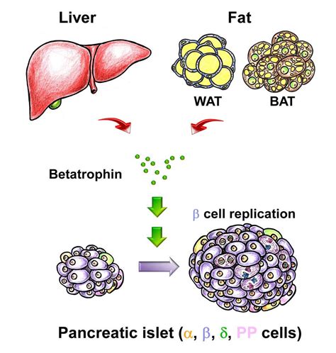 More Beta Cells, More Insulin, Less Diabetes – NIH Director's Blog