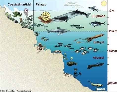 table marine life zones