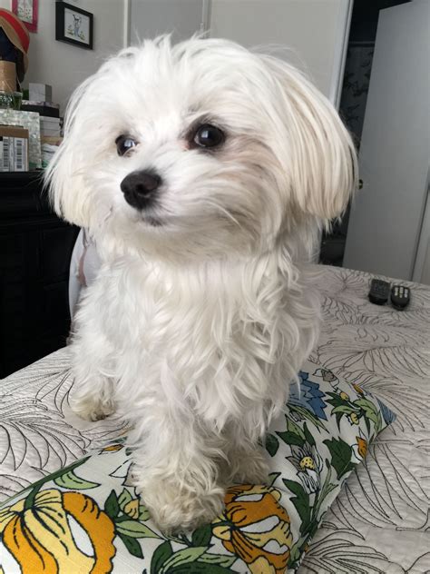 Say cheese! Maltese love | Hundar och valpar, Malteser