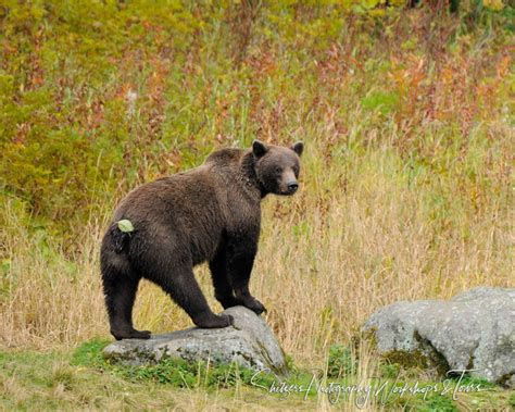 A Grizzly bear in the woods - Shetzers Photography