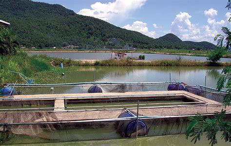 Freshwater prawn farming in Thailand - Responsible Seafood Advocate