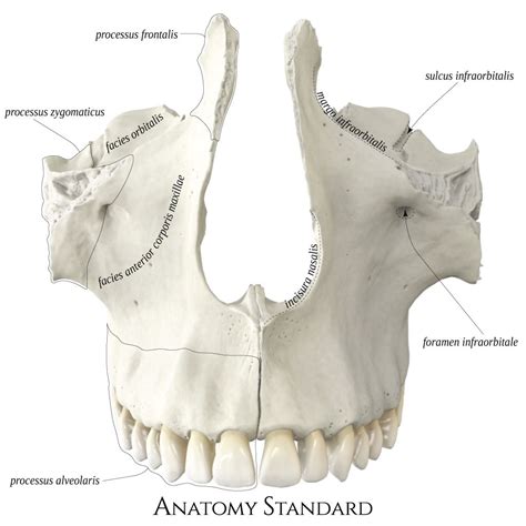 the anatomy of the human head and neck with all its bones labeled on it ...