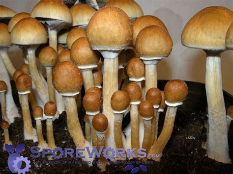 Psilocybe cubensis - Alchetron, The Free Social Encyclopedia