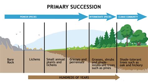 Ecological Succession - Types, Characteristics, Example & Causes ...