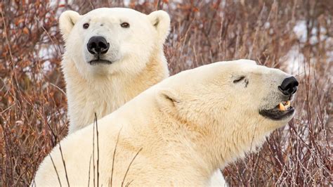 Two White Polar Bears Are Standing On Snow Field In Dry Plant ...