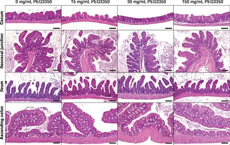 Representative histology of caecum, ileocecal junction, ileum and ...