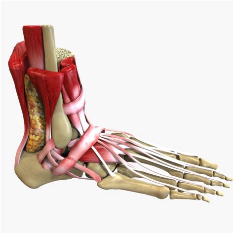 Foot Anatomy 3D Model #AD ,#Foot#Anatomy#Model Human Foot, 3d Human ...