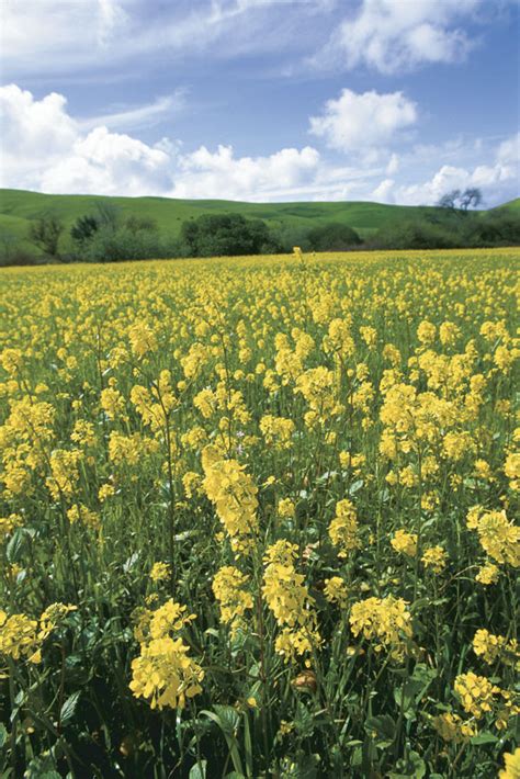 How to Grow Mustard - Fine Gardening