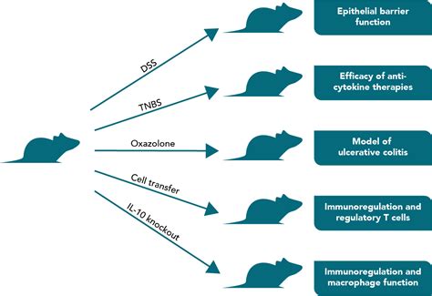 Mouse Models of Inflammatory Bowel Disease