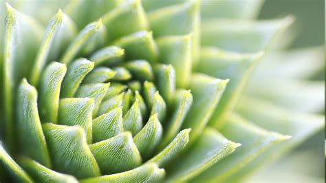 macro, Plants, Nature, Succulents Wallpapers HD / Desktop and Mobile ...