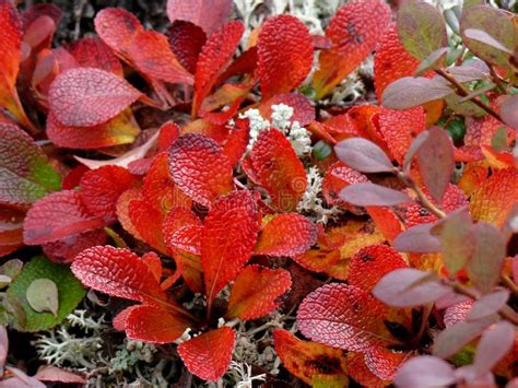 Colorful Autumn Leaves of Tundra Plants in Alaska Stock Image - Image ...