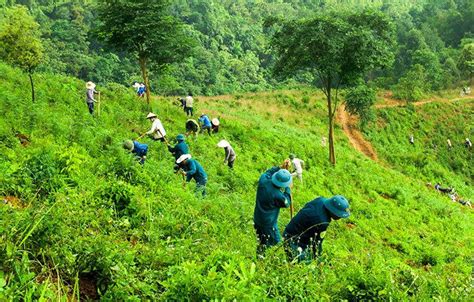 Điện Biên: Trồng rừng phòng hộ khó đạt kế hoạch do chậm vốn