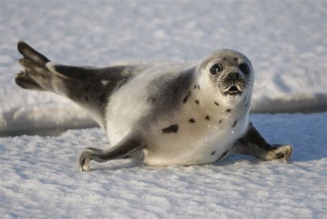 Harp Seals: Characteristics, habitats, reproduction and more.