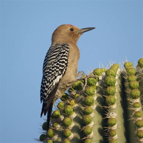 Popular Backyard Birds of Arizona (With Pictures) - Birdwatching Tips