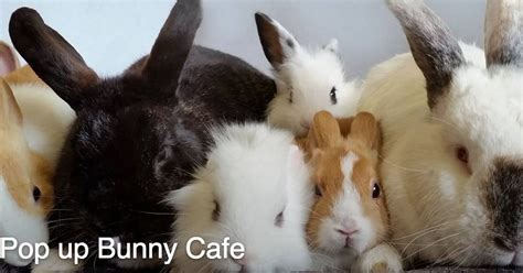 Petition Against Bunny Cafe In London Over Fears 'Stress' Could Kill ...