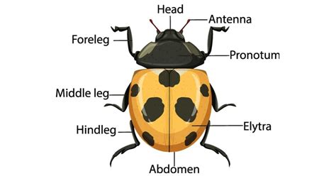 Ladybug anatomy learn about nature – Artofit