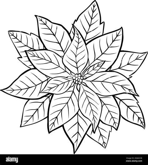 Poinsettia Flower. Contour image isolated on white background Stock ...