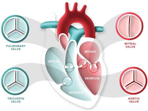 What Is Heart Valve Disease? - Heart Foundation