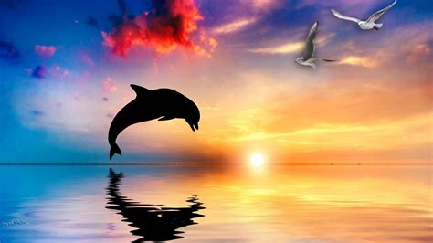 Sunsets With Dolphins Wallpapers - Wallpaper Cave