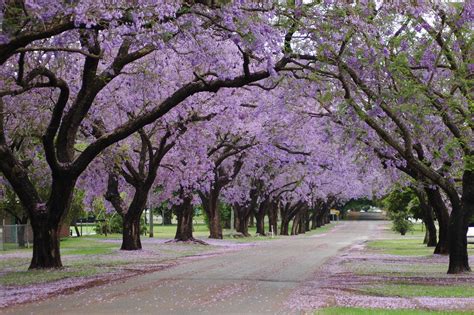 Grafton jacaranda festival, Australia | Familiar places familiar faces ...