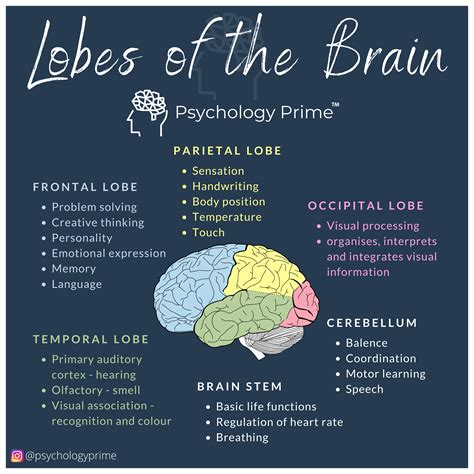 LOBES OF THE BRAIN 🧠 | Brain facts, Neuropsychology, Brain anatomy and ...