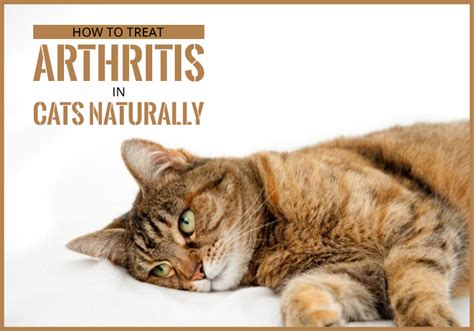 How to Treat Arthritis in Cats Naturally