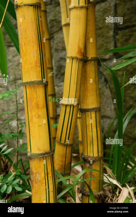 Stalks of Bamboo Stock Photo - Alamy