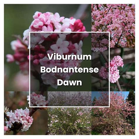 How to Grow Viburnum Bodnantense Dawn - Plant Care & Tips | NorwichGardener