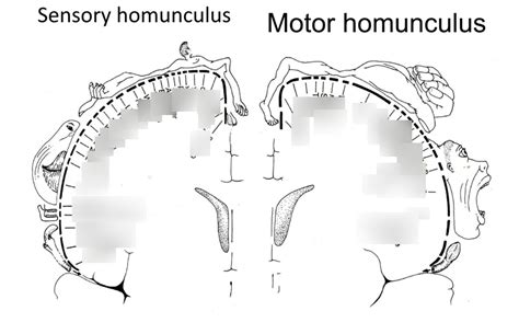 Motor and Sensory Homunculus Diagram | Quizlet