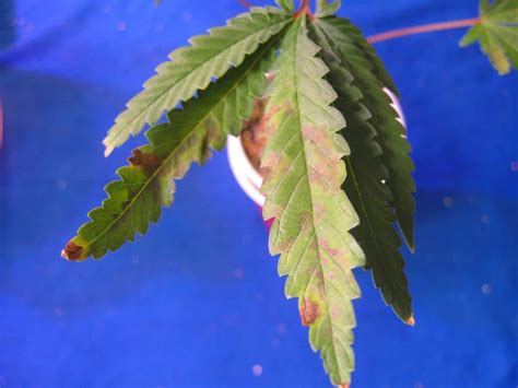 Cannabis Phosphorus Deficiency - Symptoms & Solutions | Grow Weed Easy