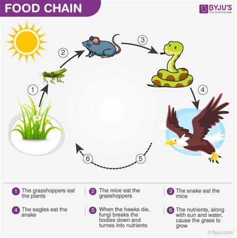 Energy Flow in Ecosystem- Food Chain,Food Web and Energy Pyramids