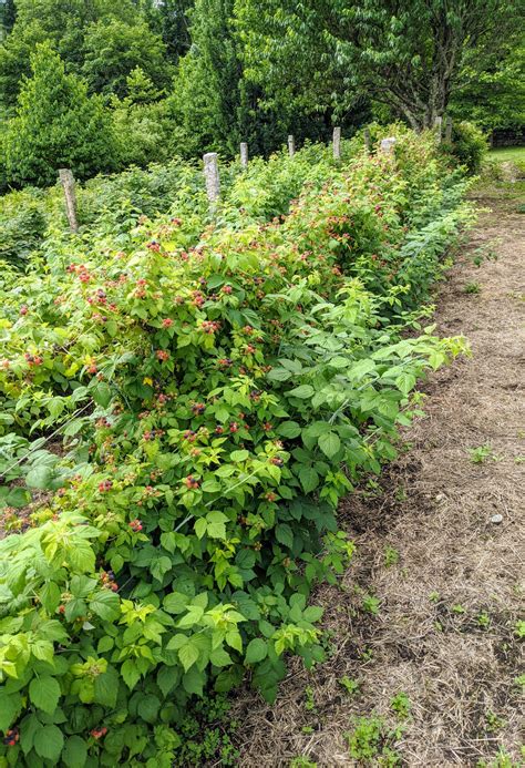 Caring for the Raspberry Bushes - The Martha Stewart Blog