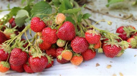 New high-yield strawberry, raspberry varieties released