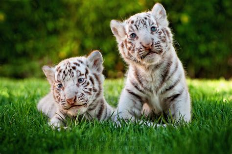 Two Cute White Tiger Baby Cubs