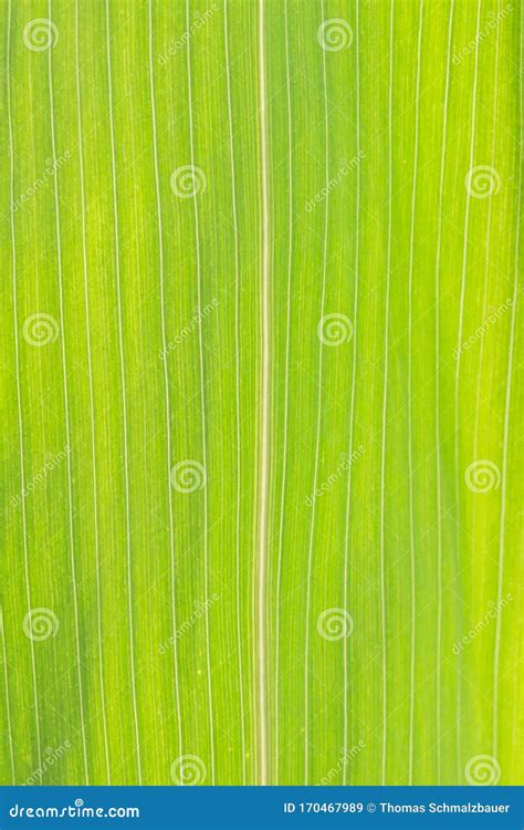 Close-up of the Structure of a Leaf of a Corn Plant Stock Image - Image ...