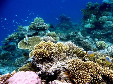 Fringing Coral Reef, Maldives | CRC subaquatic shoots | Pinterest ...