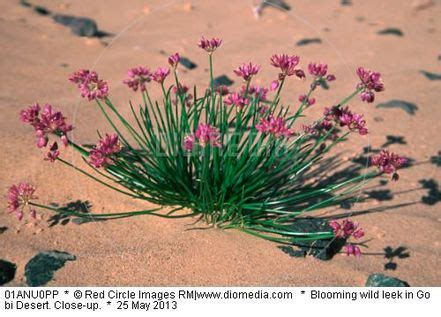 Plants - The Gobi Desert