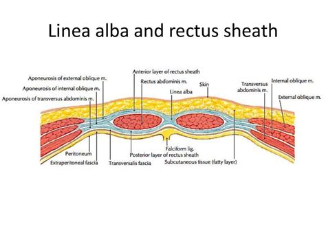 Abdominal Wall Muscles Anatomy Surgical Anatomy Of Anterior Abdominal ...