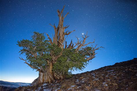 Celebrate Earth Day With a 4,800-Year-Old Tree (If You Can Find It ...