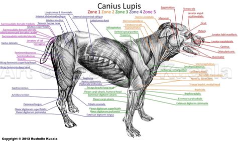 Dog Muscle Anatomy by TheDragonofDoom on deviantART | Dog anatomy ...