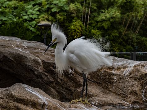 Ruffled Feathers Snowy Egret Free Stock Photo - Public Domain Pictures