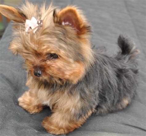 Yorkies, Yorkie Dogs, Havanese Dogs, Cute Puppies, Dogs And Puppies ...