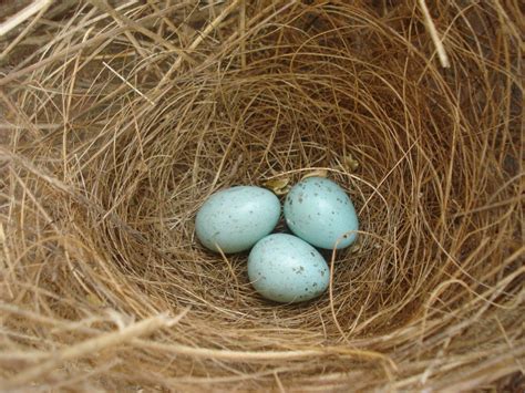 Crow's Egg and Nest - a photo on Flickriver