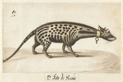 Malabar civet Drawing by Anonymous