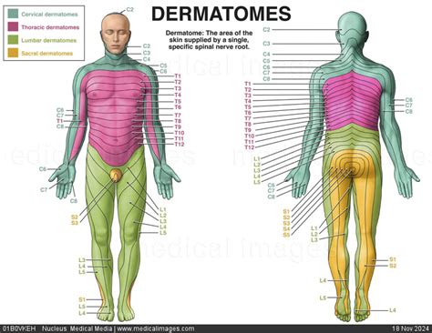 STOCK IMAGE, illustration of the cervical thoracic lumbar and sacral ...