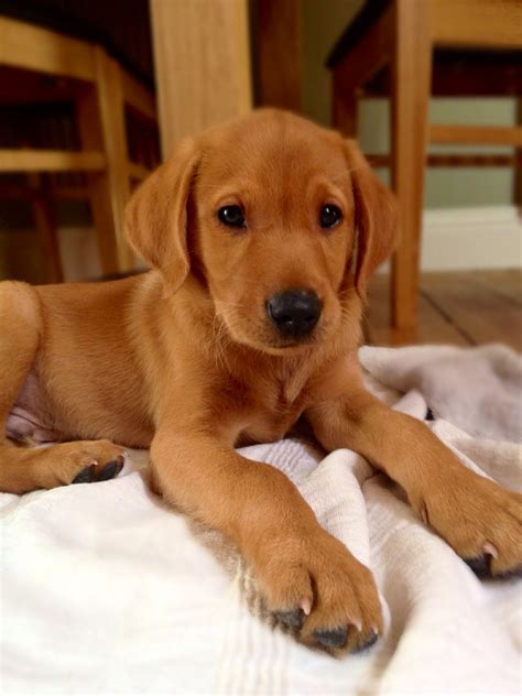 Labrador Retriever - Intelligent and Fun Loving | Fox red labrador, Red ...