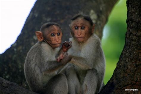 Monkeys of India - India's Endangered