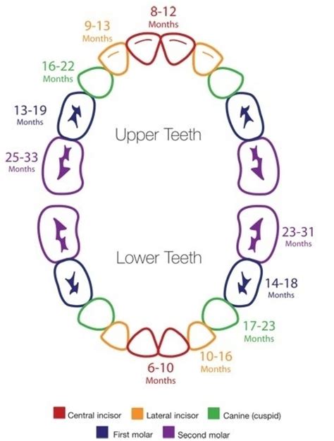 Teething Timeline | Teething chart, Baby teething schedule, Baby ...