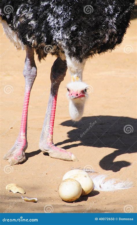 Ostrich with Eggs Eggs in the Klein Karoo, South Africa Stock Photo ...