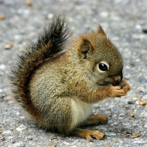 Related image | Baby wild animals, Cute squirrel, Baby squirrel